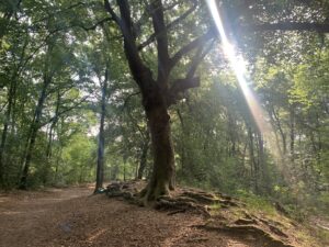Hardlopen en yoga